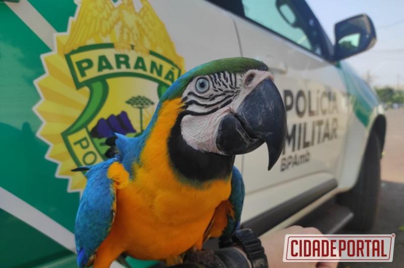 Polícia Ambiental apreende animal em risco de extinção mantido em cativeiro sem licença em Goioerê