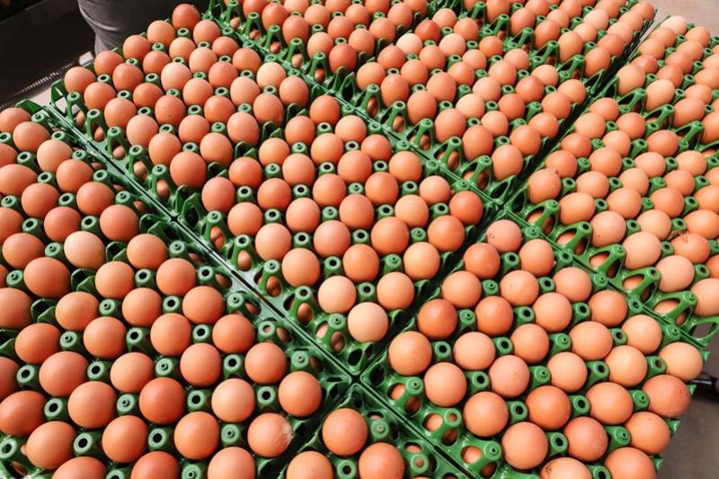 Produo de ovos do Paran cresce 72% em uma dcada e mercado segue em expanso