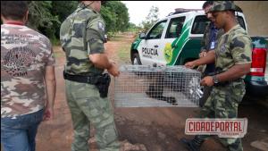 Polcia Ambiental, captura do macaco-prego que estava com uma lata presa a uma das patas