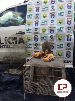 Polcia Ambiental de Umuarama resgata quati e pssaros mantidos em Cativeiro