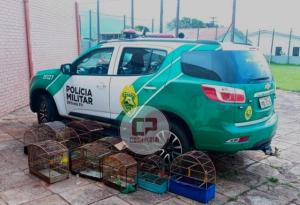 Polícia Ambiental resgata aves silvestres em cativeiro na cidade de Goioerê