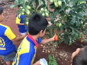 Projeto Agroecologia S.O.S  finalizou mais uma ao em Ubirat