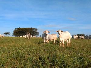 IDR- Paran incentiva a adoo do sistema Integrao Lavoura/Pecuria na bovinocultura de corte em Moreira Sales