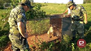 Polcia Ambiental e IAP realizaram a soltura de uma Ona Puma Fmea em Altnia