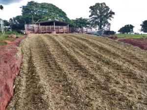 IDR-Paraná de Moreira Sales incentiva produtores ao uso de sorgo para produção de silagem para bovinos leiteiros